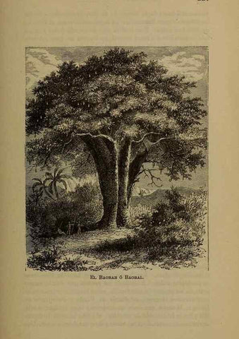 Reproducción/Reproduction 7637183142: Libro primero de botánica (Reino vegetal). Nueva York,D. Appleton,1887.