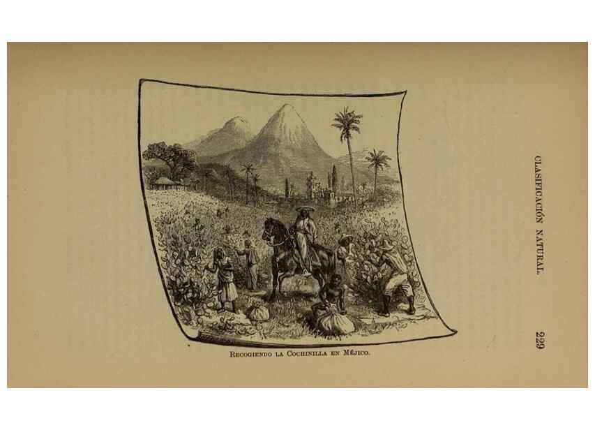 Reproducción/Reproduction 7637184688: Libro primero de botánica (Reino vegetal). Nueva York,D. Appleton,1887.