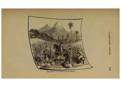 Reproducción/Reproduction 7637184688: Libro primero de botánica (Reino vegetal). Nueva York,D. Appleton,1887.