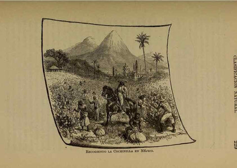 Reproducción/Reproduction 7637184688: Libro primero de botánica (Reino vegetal). Nueva York,D. Appleton,1887.