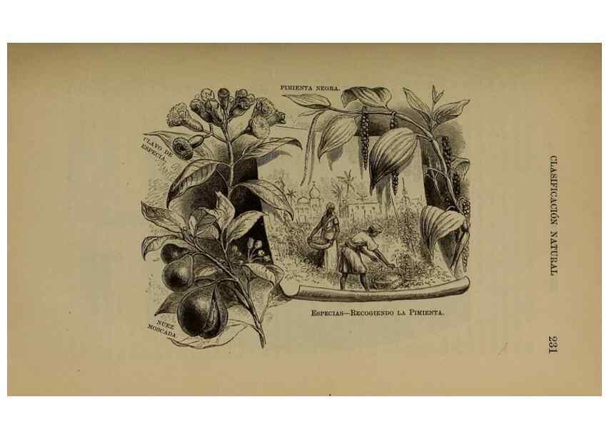 Reproducción/Reproduction 7637185988: Libro primero de botánica (Reino vegetal). Nueva York,D. Appleton,1887.