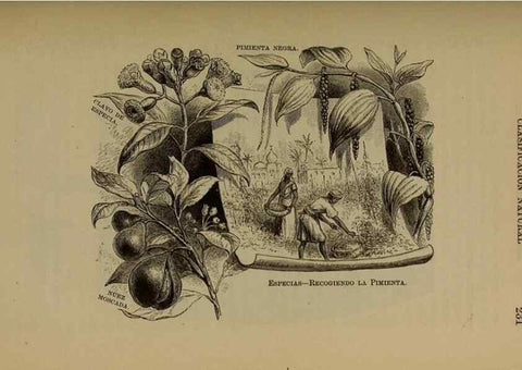 Reproducción/Reproduction 7637185988: Libro primero de botánica (Reino vegetal). Nueva York,D. Appleton,1887.