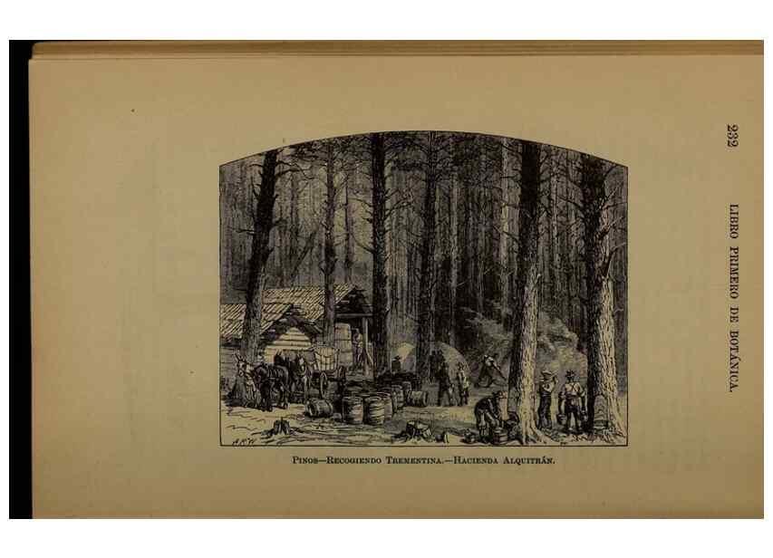 Reproducción/Reproduction 7637187656: Libro primero de botánica (Reino vegetal). Nueva York,D. Appleton,1887.