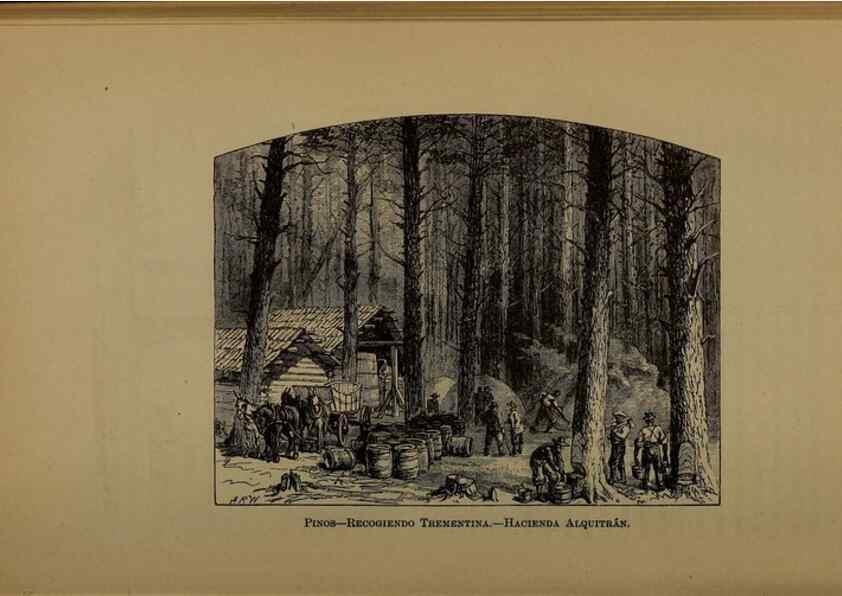 Reproducción/Reproduction 7637187656: Libro primero de botánica (Reino vegetal). Nueva York,D. Appleton,1887.