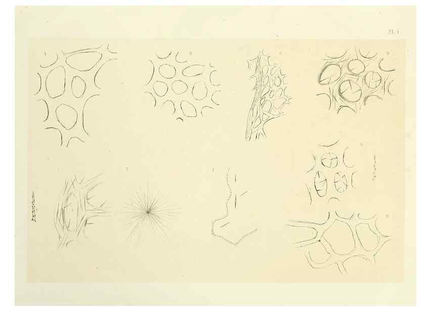 Reproducción/Reproduction 7643321494: Spongiaires de la mer Caraïbe,. Harlem,Les héritiers Loosjes,1864.