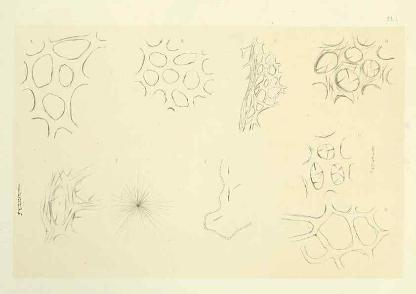 Reproducción/Reproduction 7643321494: Spongiaires de la mer Caraïbe,. Harlem,Les héritiers Loosjes,1864.