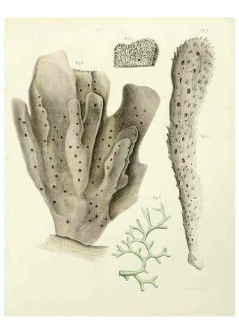 Reproducción/Reproduction 7643323568: Spongiaires de la mer Caraïbe,. Harlem,Les héritiers Loosjes,1864.