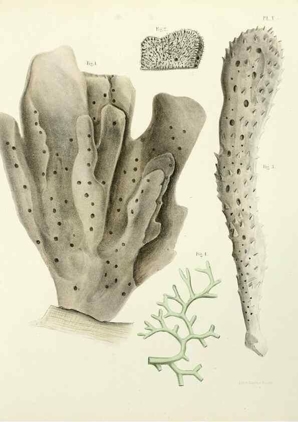 Reproducción/Reproduction 7643323568: Spongiaires de la mer Caraïbe,. Harlem,Les héritiers Loosjes,1864.