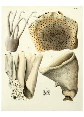 Reproducción/Reproduction 7643324154: Spongiaires de la mer Caraïbe,. Harlem,Les héritiers Loosjes,1864.
