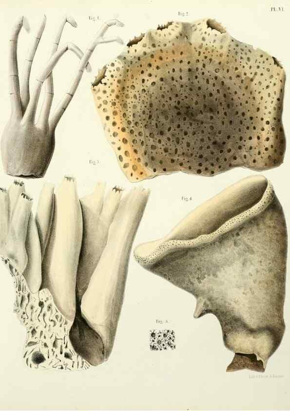 Reproducción/Reproduction 7643324154: Spongiaires de la mer Caraïbe,. Harlem,Les héritiers Loosjes,1864.