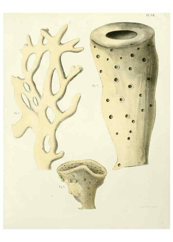 Reproducción/Reproduction 7643324616: Spongiaires de la mer Caraïbe,. Harlem,Les héritiers Loosjes,1864.