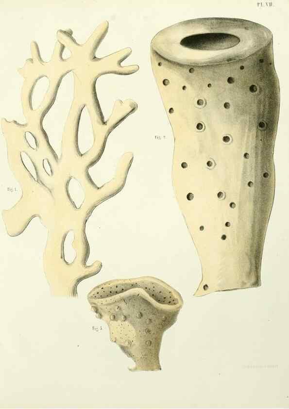 Reproducción/Reproduction 7643324616: Spongiaires de la mer Caraïbe,. Harlem,Les héritiers Loosjes,1864.