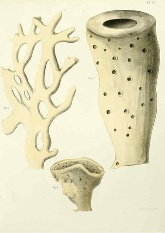 Reproducción/Reproduction 7643324616: Spongiaires de la mer Caraïbe,. Harlem,Les héritiers Loosjes,1864.