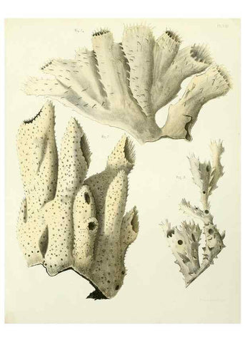 Reproducción/Reproduction 7643325088: Spongiaires de la mer Caraïbe,. Harlem,Les héritiers Loosjes,1864.