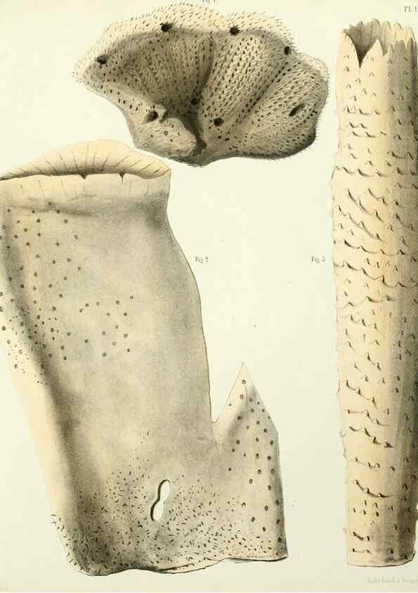 Reproducción/Reproduction 7643325656: Spongiaires de la mer Caraïbe,. Harlem,Les héritiers Loosjes,1864.