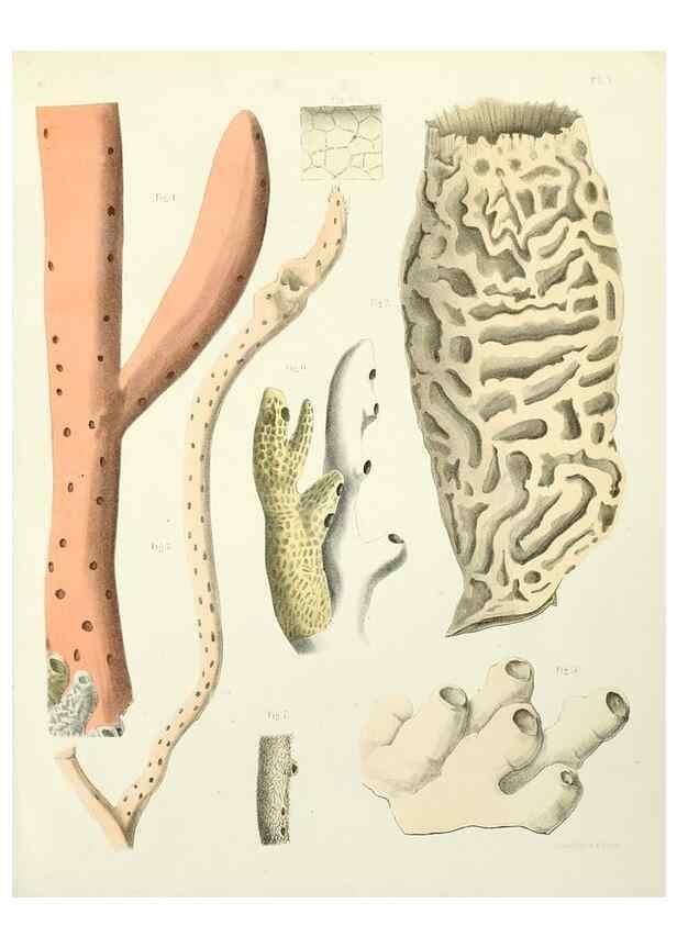 Reproducción/Reproduction 7643326092: Spongiaires de la mer Caraïbe,. Harlem,Les héritiers Loosjes,1864.