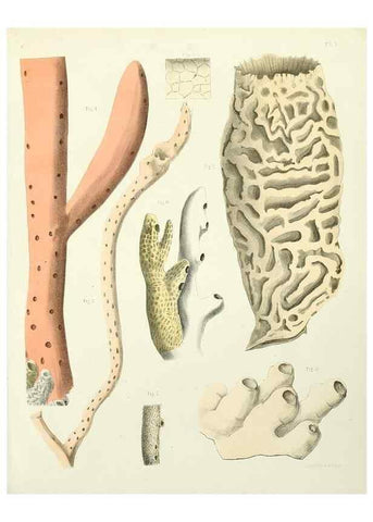 Reproducción/Reproduction 7643326092: Spongiaires de la mer Caraïbe,. Harlem,Les héritiers Loosjes,1864.