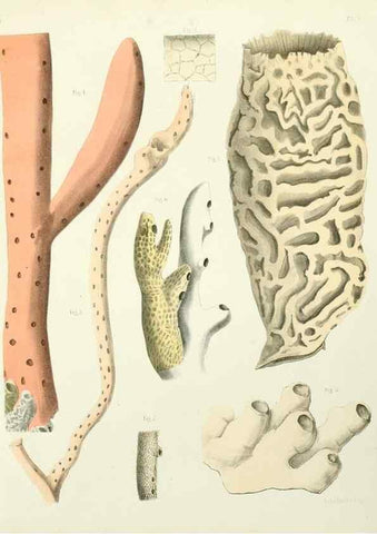 Reproducción/Reproduction 7643326092: Spongiaires de la mer Caraïbe,. Harlem,Les héritiers Loosjes,1864.