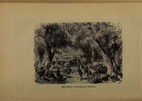Reproducción/Reproduction 7637180038: Libro primero de botánica (Reino vegetal). Nueva York,D. Appleton,1887.
