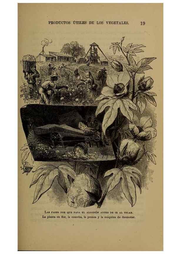 Reproducción/Reproduction 7637176806: Libro primero de botánica (Reino vegetal). Nueva York,D. Appleton,1887.