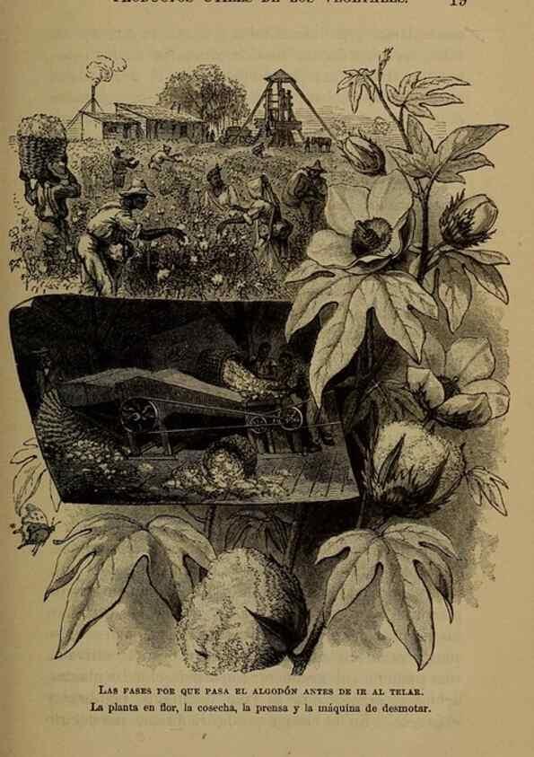 Reproducción/Reproduction 7637176806: Libro primero de botánica (Reino vegetal). Nueva York,D. Appleton,1887.