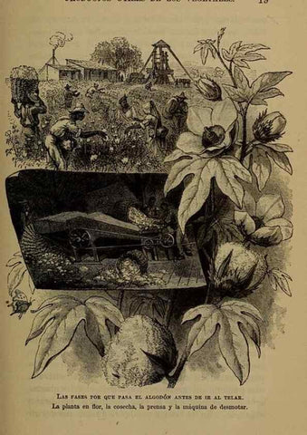 Reproducción/Reproduction 7637176806: Libro primero de botánica (Reino vegetal). Nueva York,D. Appleton,1887.