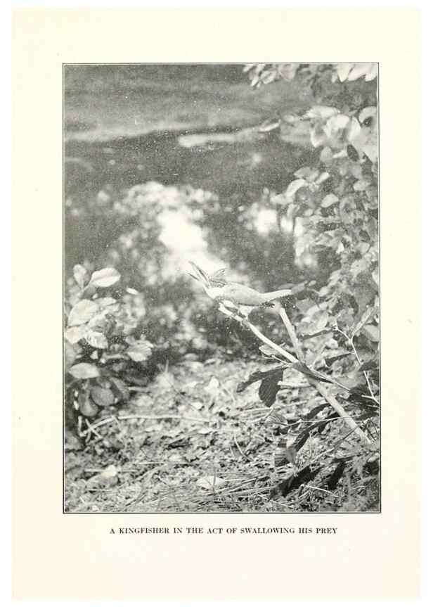 Reproducción/Reproduction 7599660924: The human side of birds,. New York,Frederick A. Stokes company[c1917]