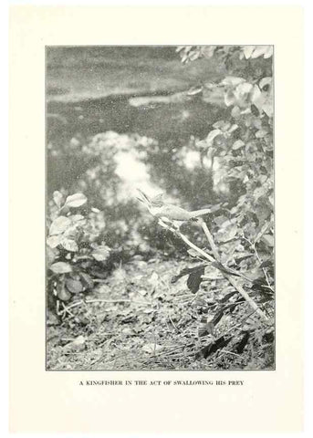 Reproducción/Reproduction 7599660924: The human side of birds,. New York,Frederick A. Stokes company[c1917]