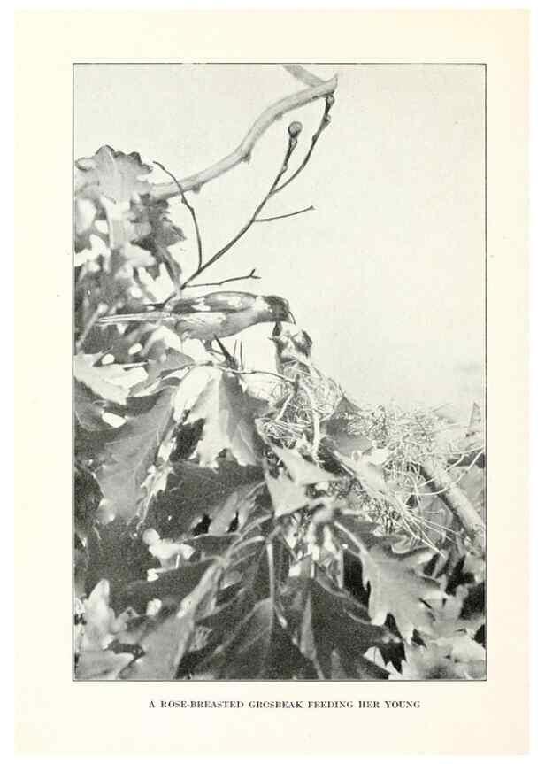 Reproducción/Reproduction 7599662134: The human side of birds,. New York,Frederick A. Stokes company[c1917]