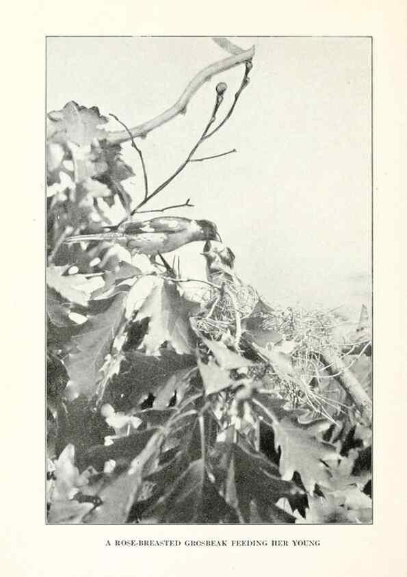 Reproducción/Reproduction 7599662134: The human side of birds,. New York,Frederick A. Stokes company[c1917]