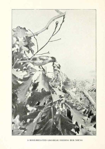 Reproducción/Reproduction 7599662134: The human side of birds,. New York,Frederick A. Stokes company[c1917]