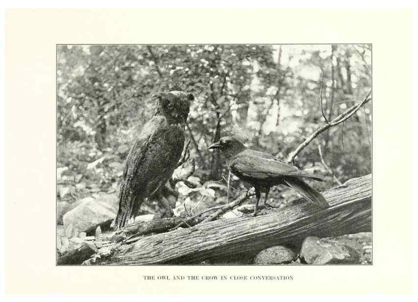 Reproducción/Reproduction 7599663208: The human side of birds,. New York,Frederick A. Stokes company[c1917]