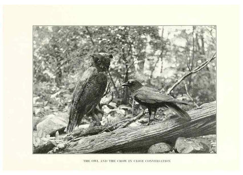 Reproducción/Reproduction 7599663208: The human side of birds,. New York,Frederick A. Stokes company[c1917]