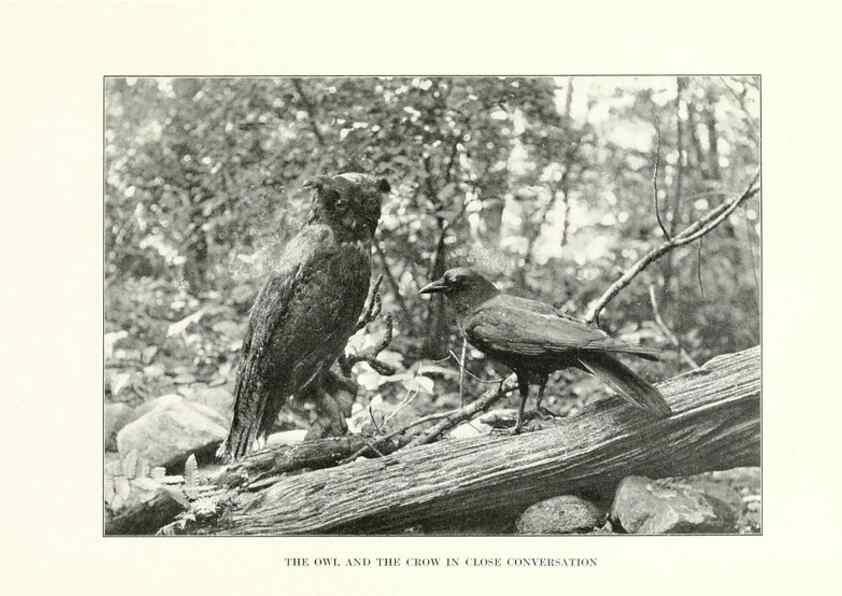 Reproducción/Reproduction 7599663208: The human side of birds,. New York,Frederick A. Stokes company[c1917]