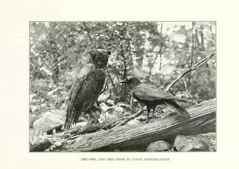 Reproducción/Reproduction 7599663208: The human side of birds,. New York,Frederick A. Stokes company[c1917]