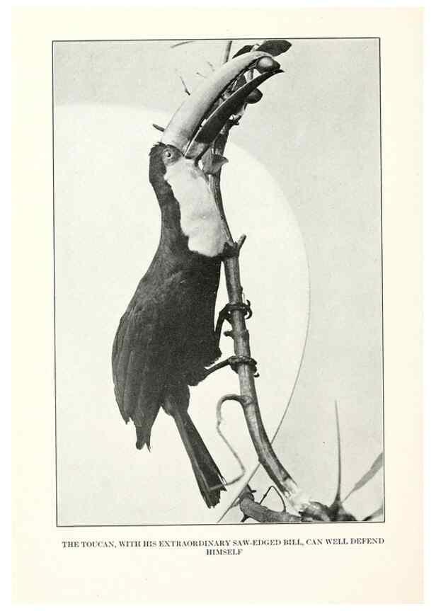 Reproducción/Reproduction 7599664416: The human side of birds,. New York,Frederick A. Stokes company[c1917]