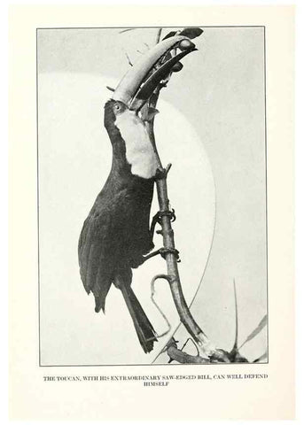 Reproducción/Reproduction 7599664416: The human side of birds,. New York,Frederick A. Stokes company[c1917]
