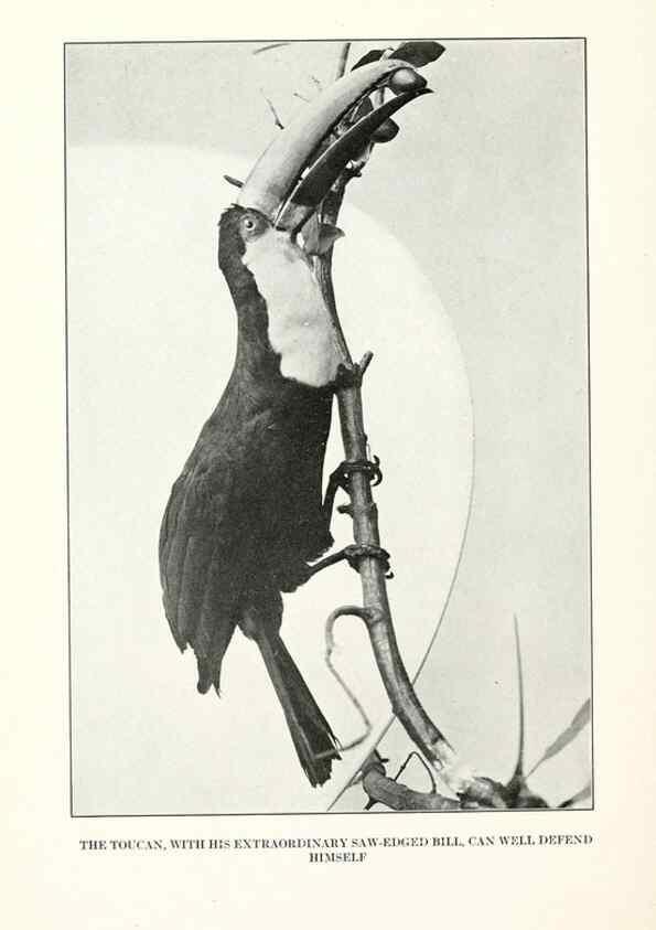 Reproducción/Reproduction 7599664416: The human side of birds,. New York,Frederick A. Stokes company[c1917]