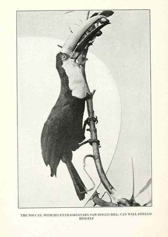 Reproducción/Reproduction 7599664416: The human side of birds,. New York,Frederick A. Stokes company[c1917]