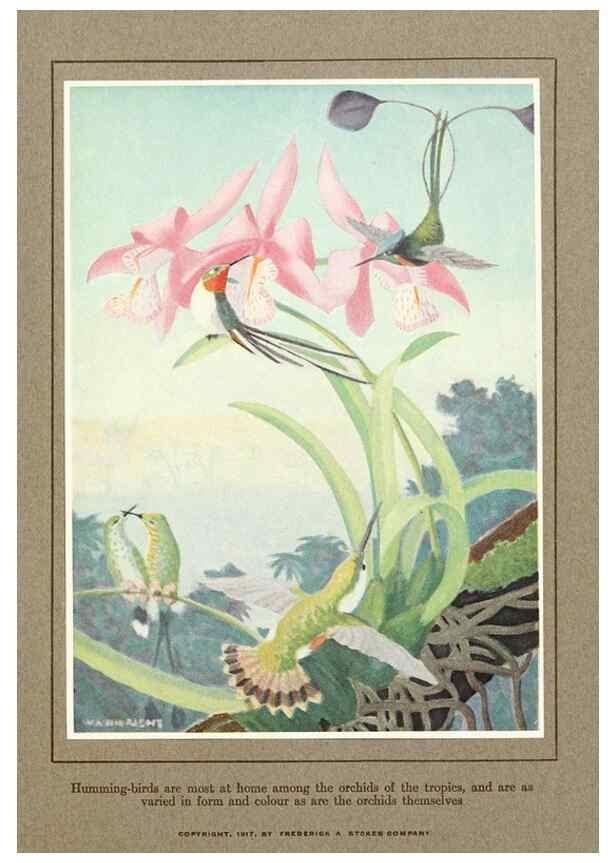 Reproducción/Reproduction 7599665596: The human side of birds,. New York,Frederick A. Stokes company[c1917]