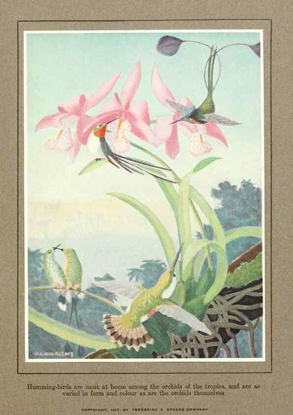 Reproducción/Reproduction 7599665596: The human side of birds,. New York,Frederick A. Stokes company[c1917]