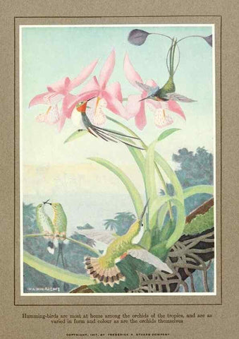 Reproducción/Reproduction 7599665596: The human side of birds,. New York,Frederick A. Stokes company[c1917]