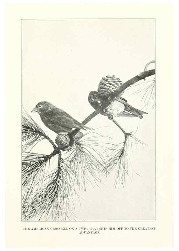 Reproducción/Reproduction 7599666868: The human side of birds,. New York,Frederick A. Stokes company[c1917]