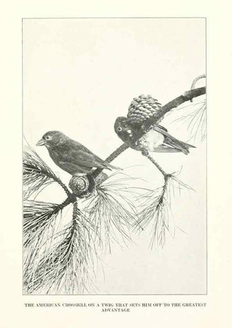Reproducción/Reproduction 7599666868: The human side of birds,. New York,Frederick A. Stokes company[c1917]