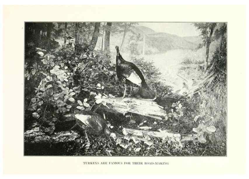 Reproducción/Reproduction 7599657816: The human side of birds,. New York,Frederick A. Stokes company[c1917]
