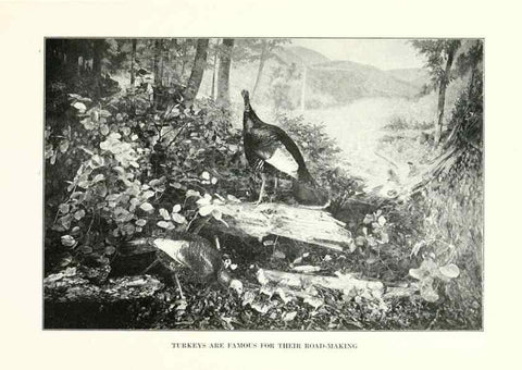 Reproducción/Reproduction 7599657816: The human side of birds,. New York,Frederick A. Stokes company[c1917]