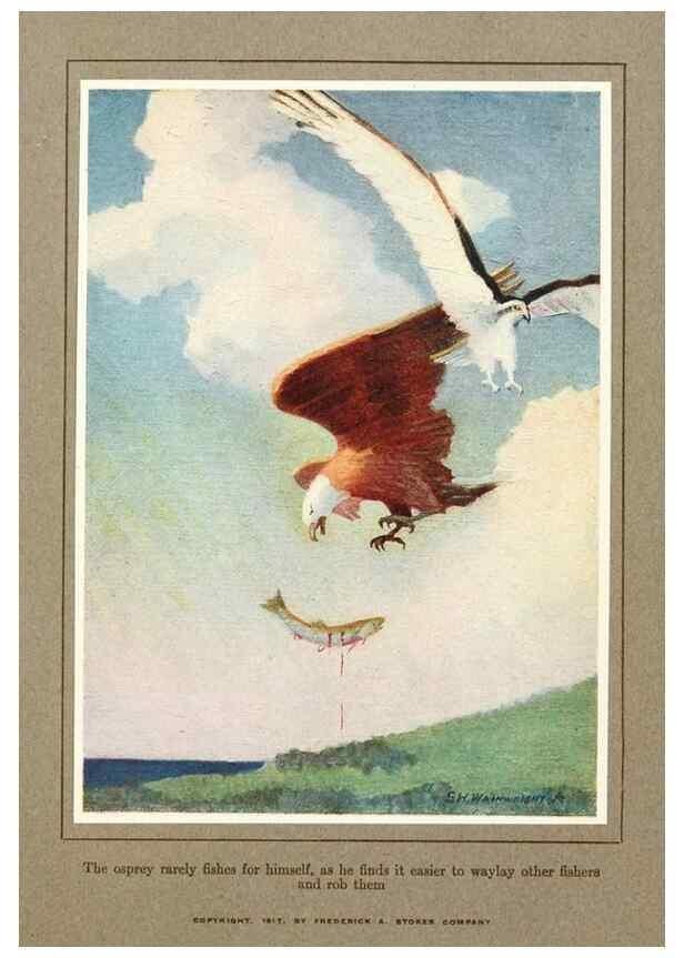 Reproducción/Reproduction 7599669130: The human side of birds,. New York,Frederick A. Stokes company[c1917]