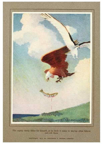 Reproducción/Reproduction 7599669130: The human side of birds,. New York,Frederick A. Stokes company[c1917]