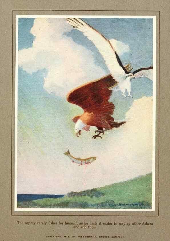Reproducción/Reproduction 7599669130: The human side of birds,. New York,Frederick A. Stokes company[c1917]
