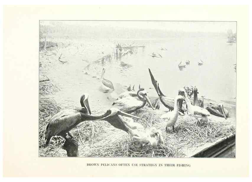 Reproducción/Reproduction 7599671498: The human side of birds,. New York,Frederick A. Stokes company[c1917]